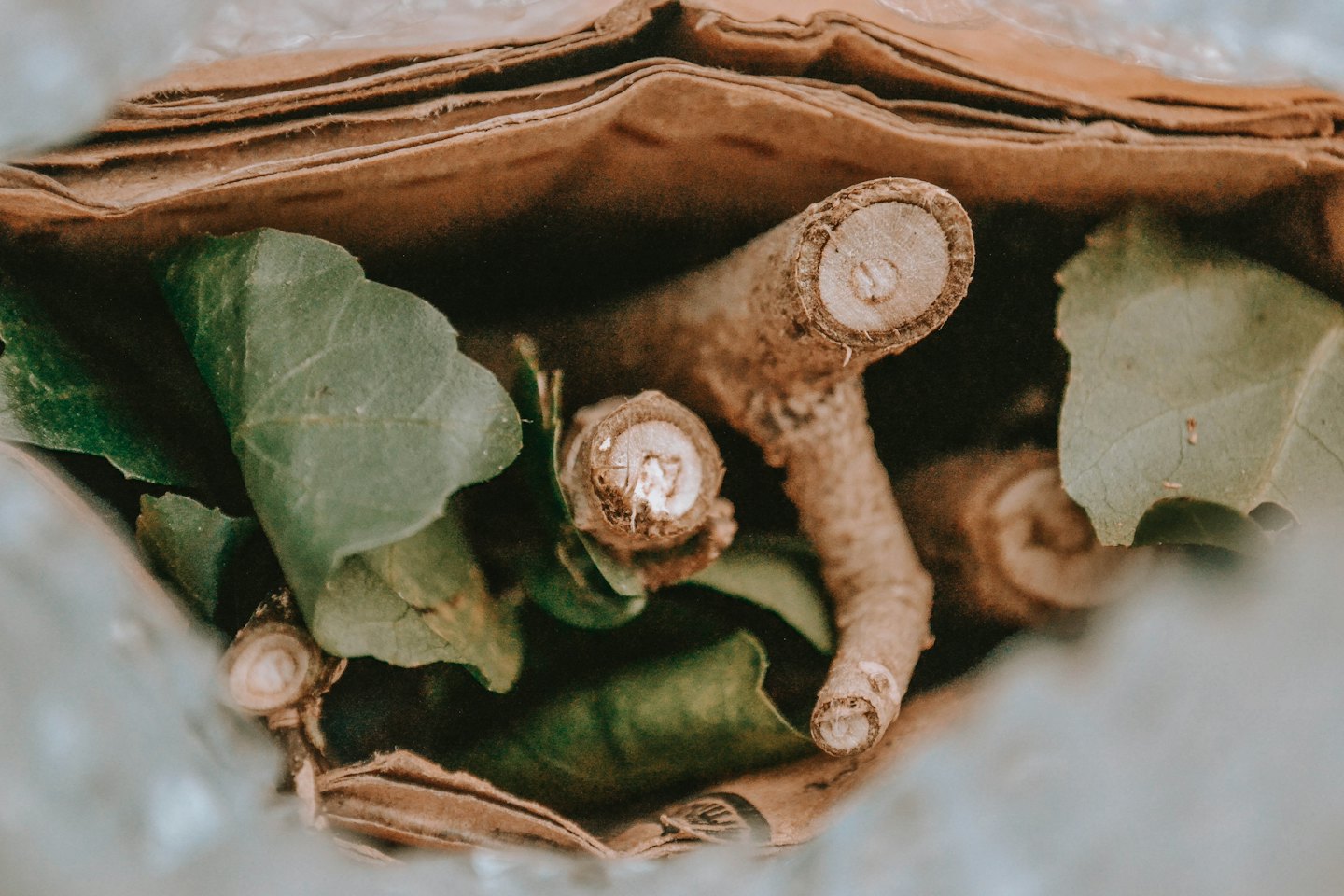 Freshly cut wooden branches and green leaves inside a bag.